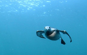 Guillemot Guillemot diving