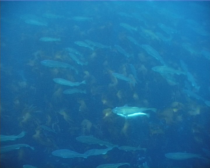 Cod spawning