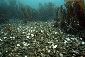 Shells after a big storm.