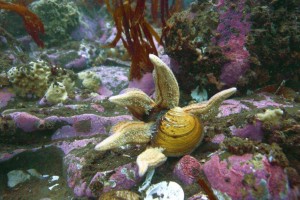 Starfish eating Arctica Islandica