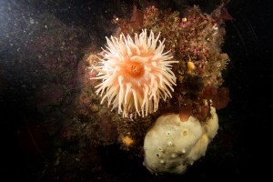 Sea anemone