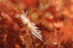 nudibranch