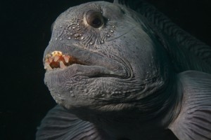 Atlantic wolffish